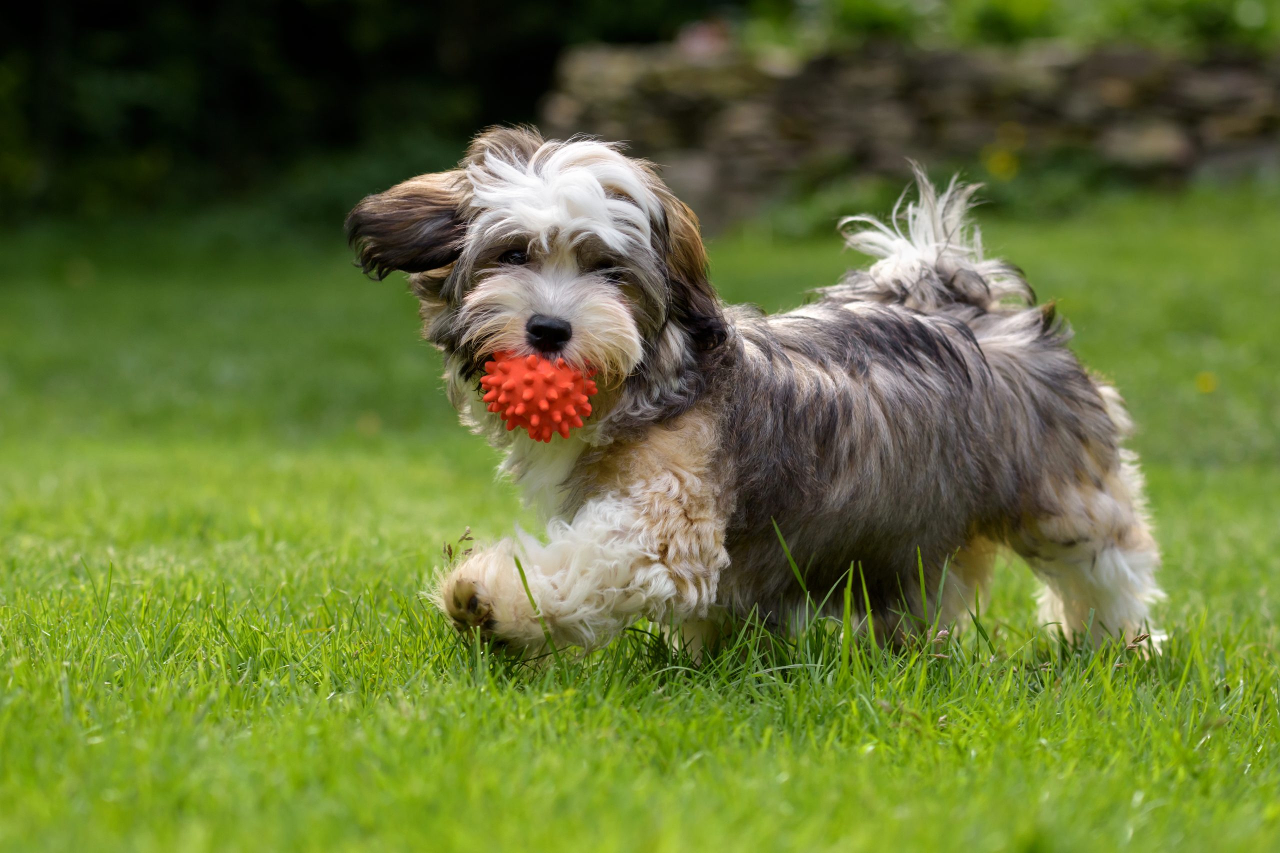 Havanese dog long hair dogs best sale