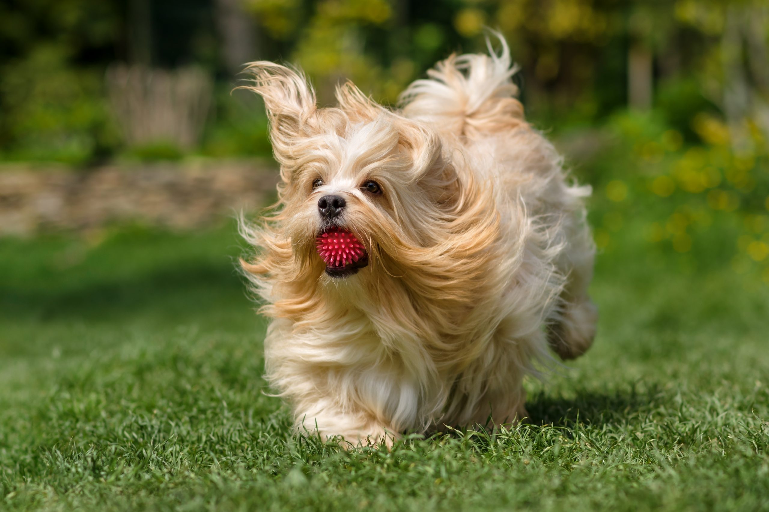 Havanese Breed Characteristics Care Photos Chewy