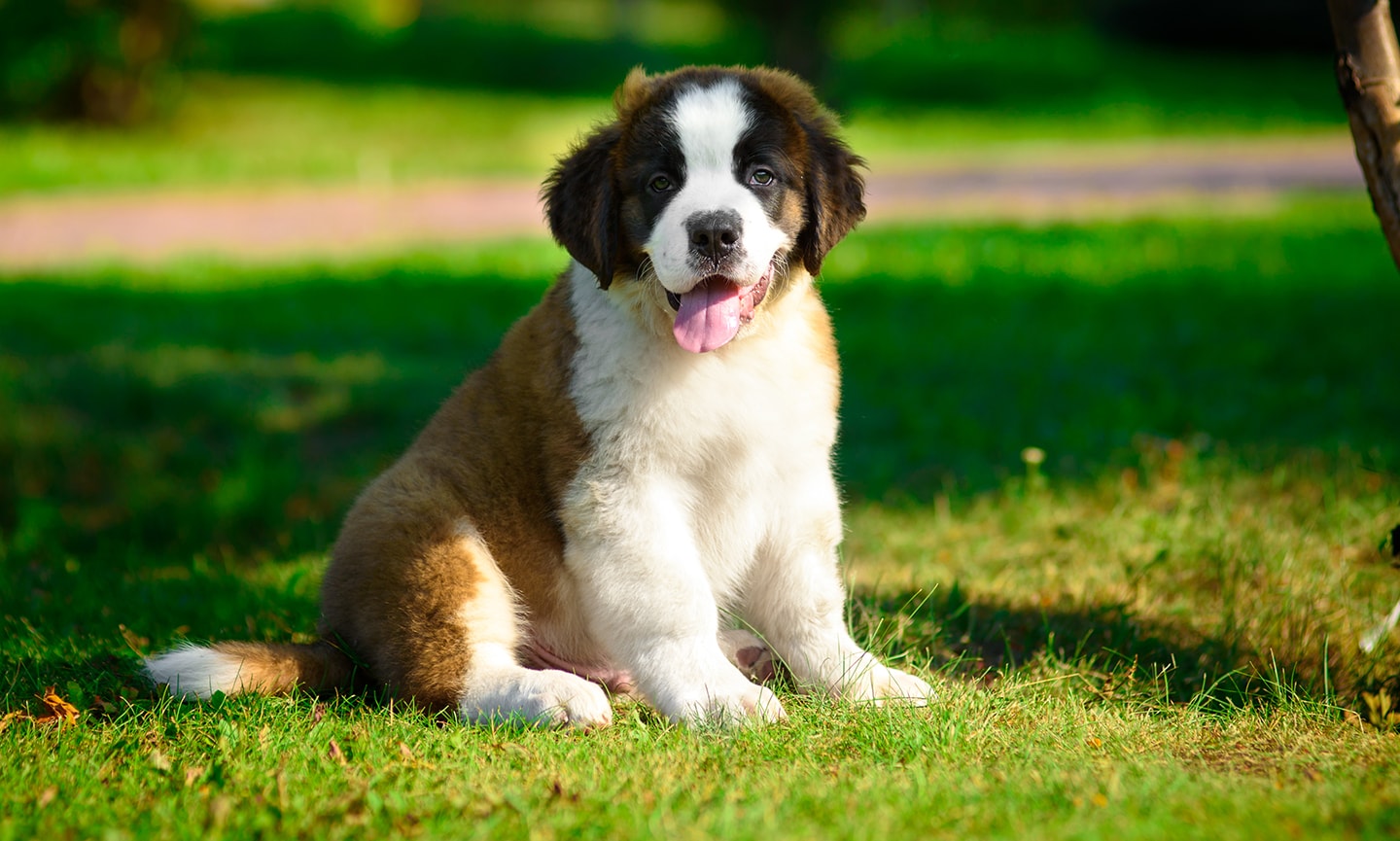 Saint fashion bernard coat