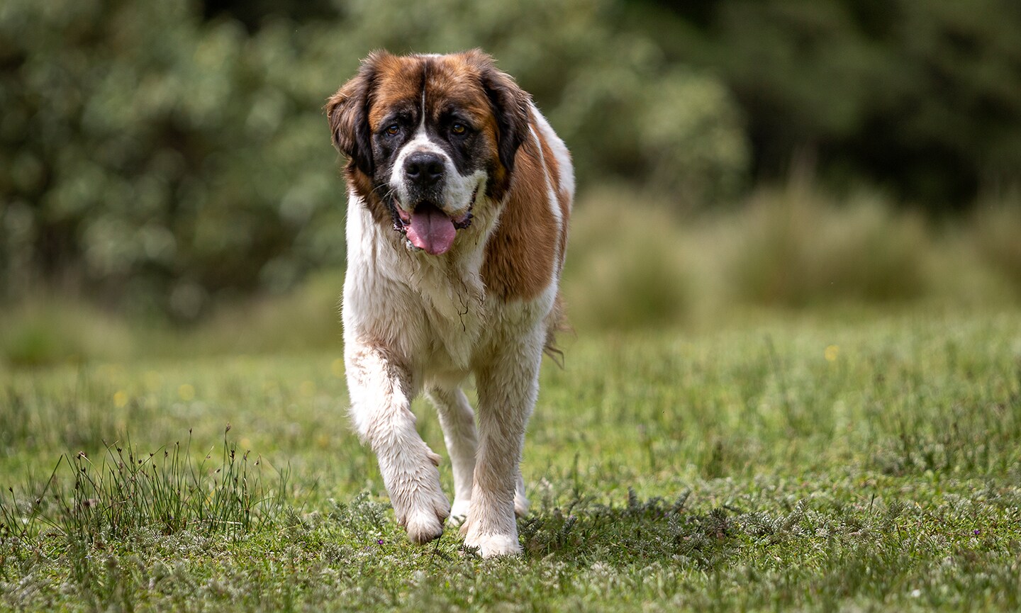 Saint Bernard Characteristics, Care \u0026 Photos | Chewy, image size:1440x865
