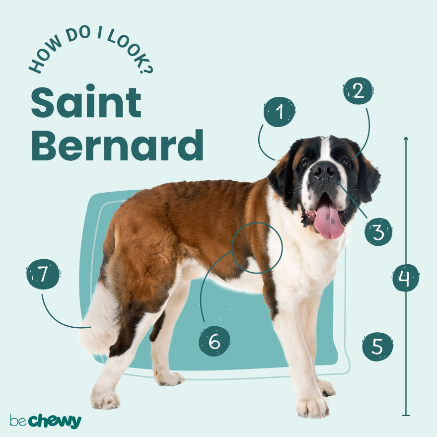 Furminator st bernard hotsell