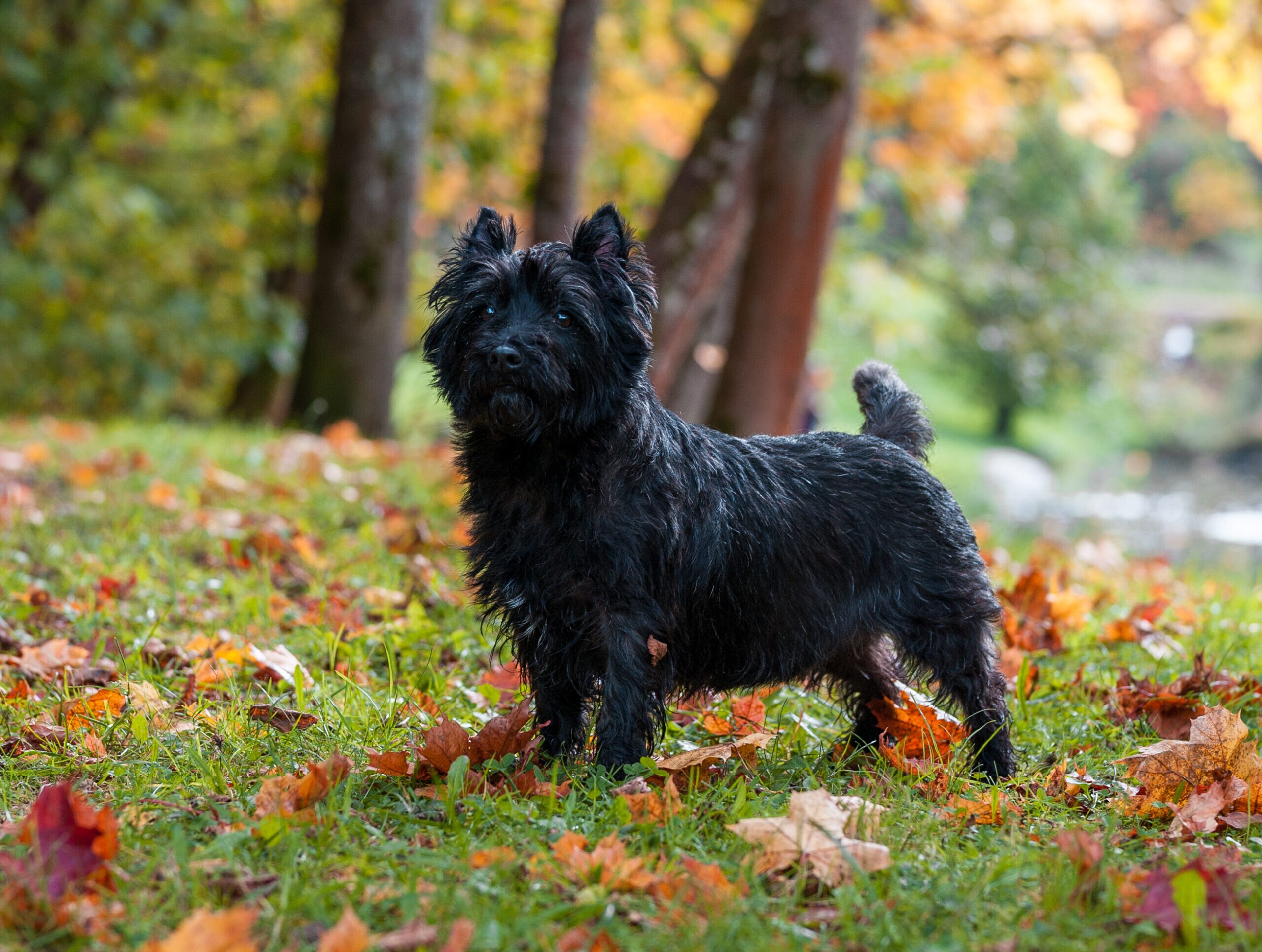 Gray cairn fashion terrier