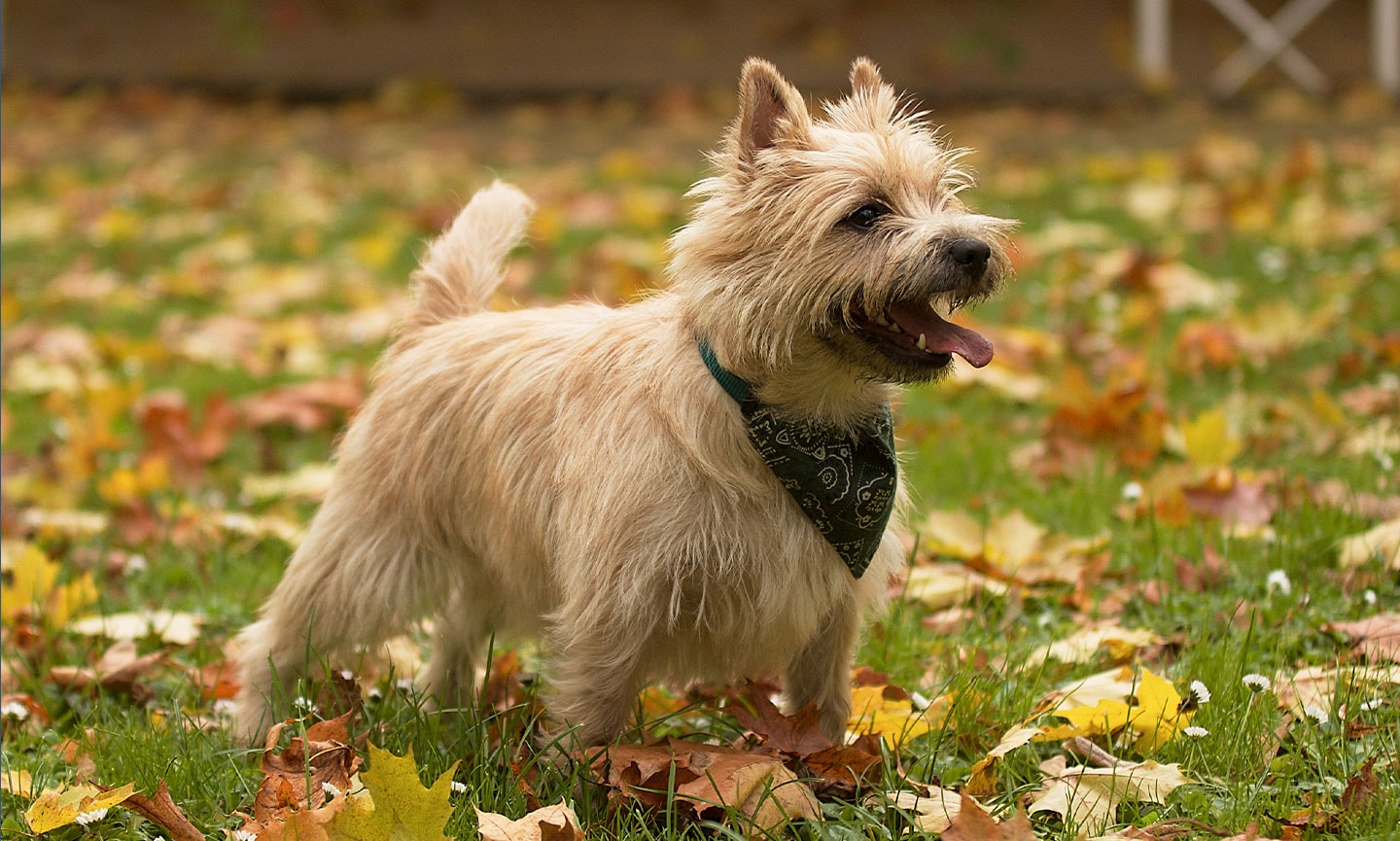 Cairn terrier wheaten fashion terrier mix