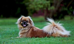 Tibetan Spaniel