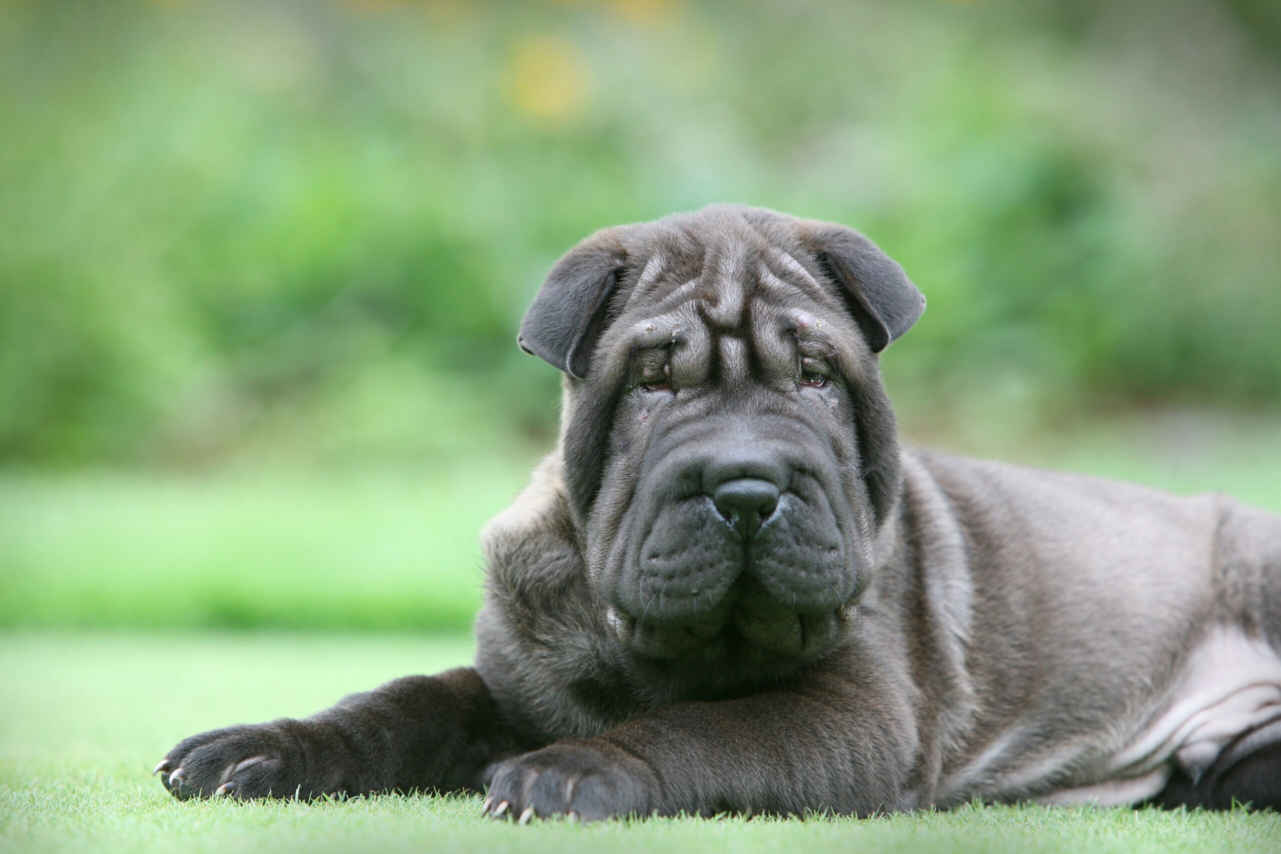 Large shar pei best sale