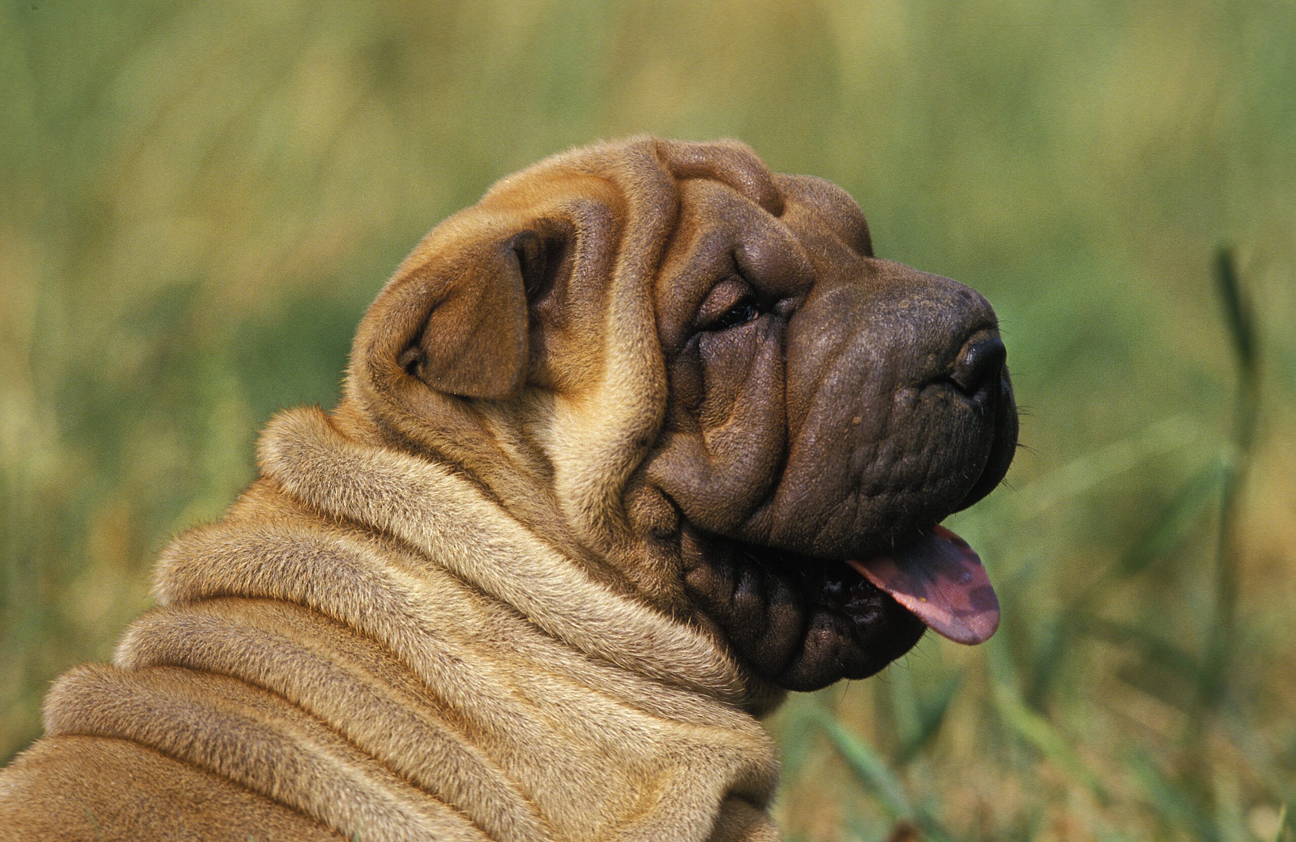 Original fashion chinese shar pei