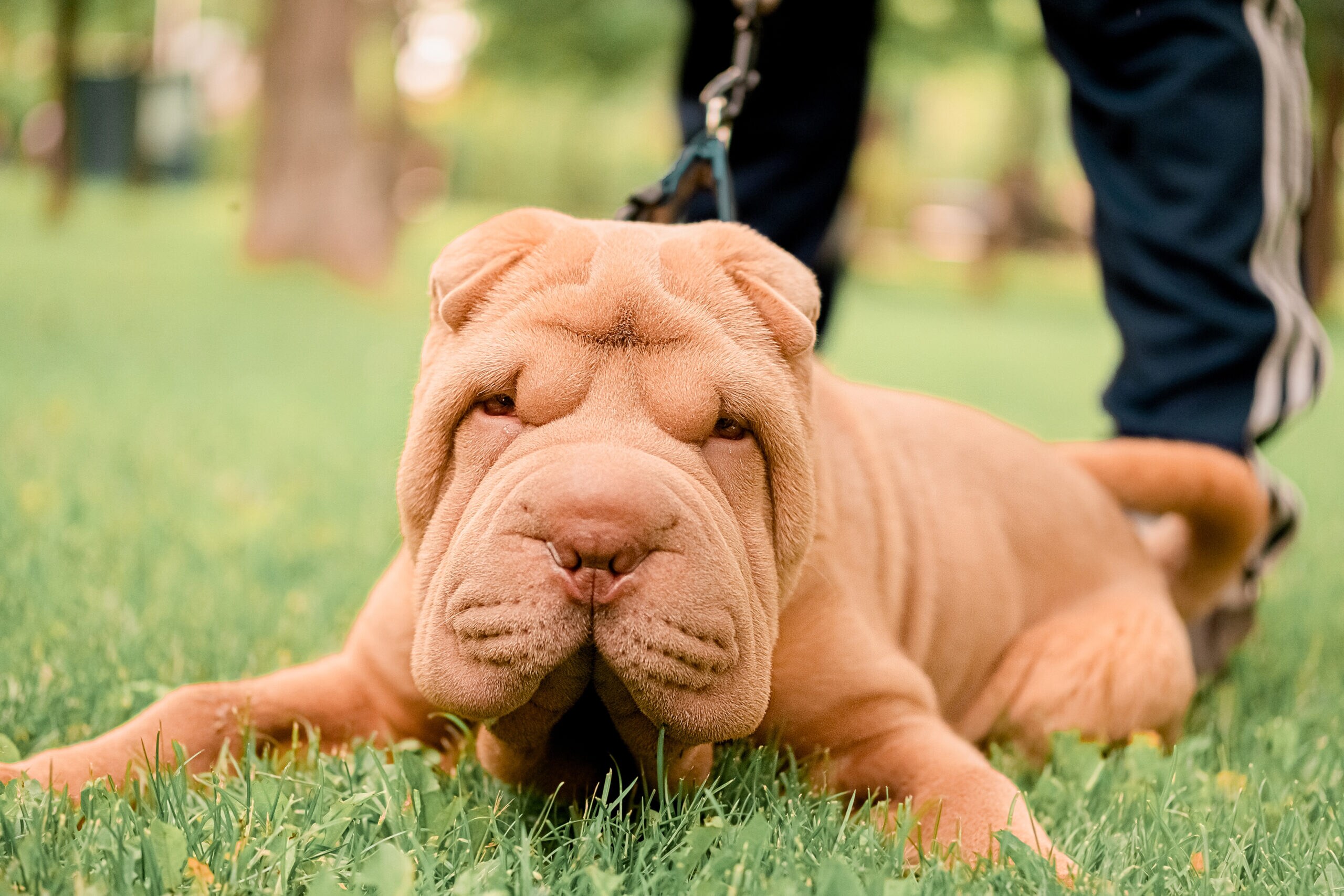 Dog breeds shops chinese shar pei