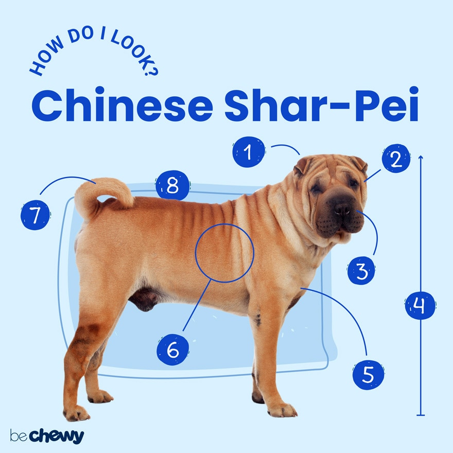 Chinese SharPei Breed Characteristics, Care & Photos