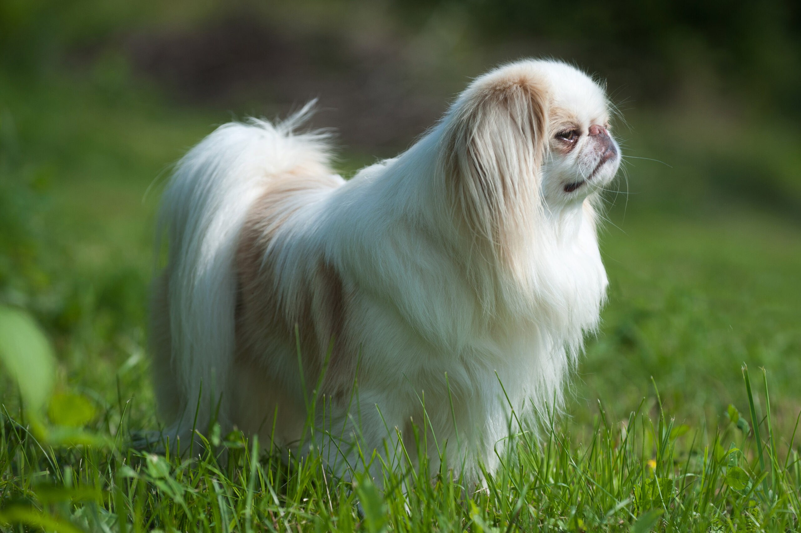 Japanese chin dog fashion breeds