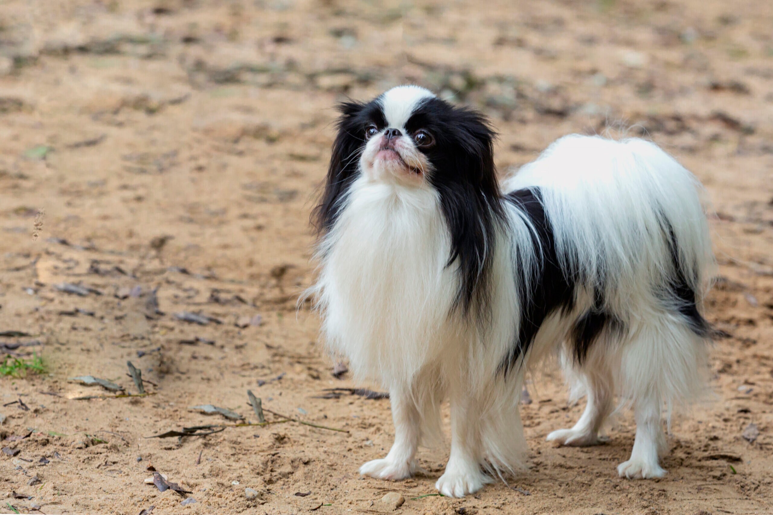 Japanese chin dog fashion breeds