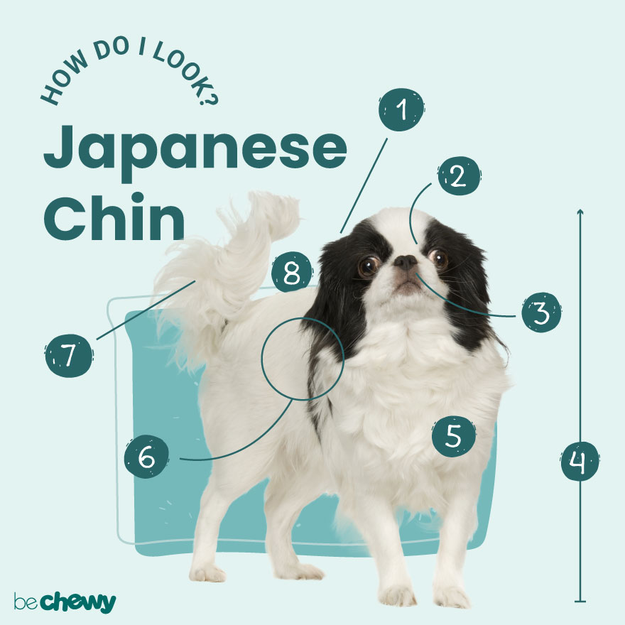 Photo of a Japanese Chin