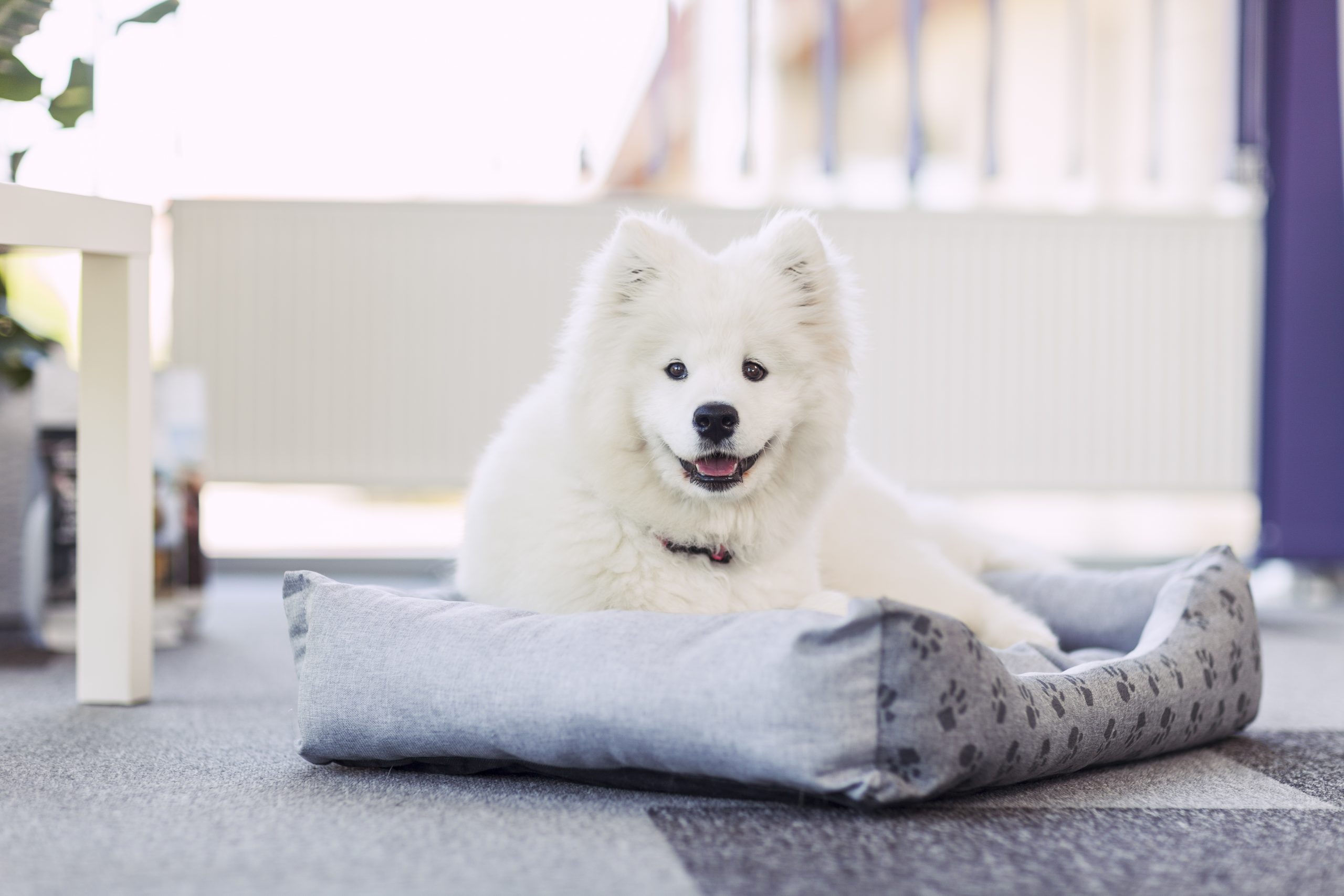 Samoyed orders american kennel club