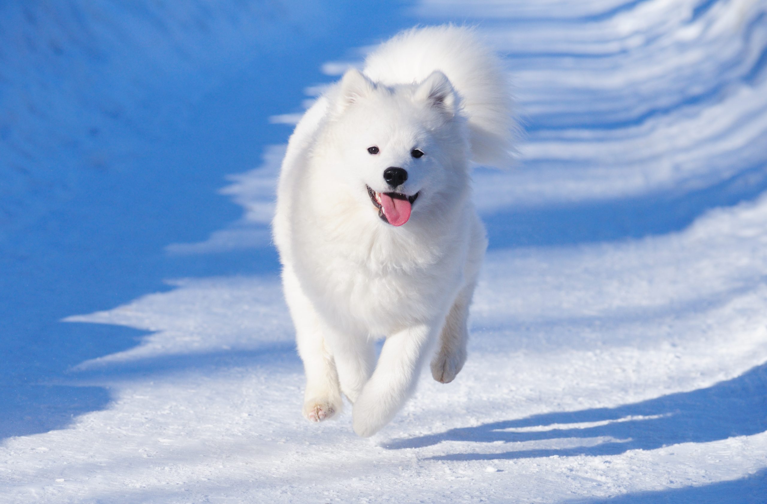 Great samoyed fashion