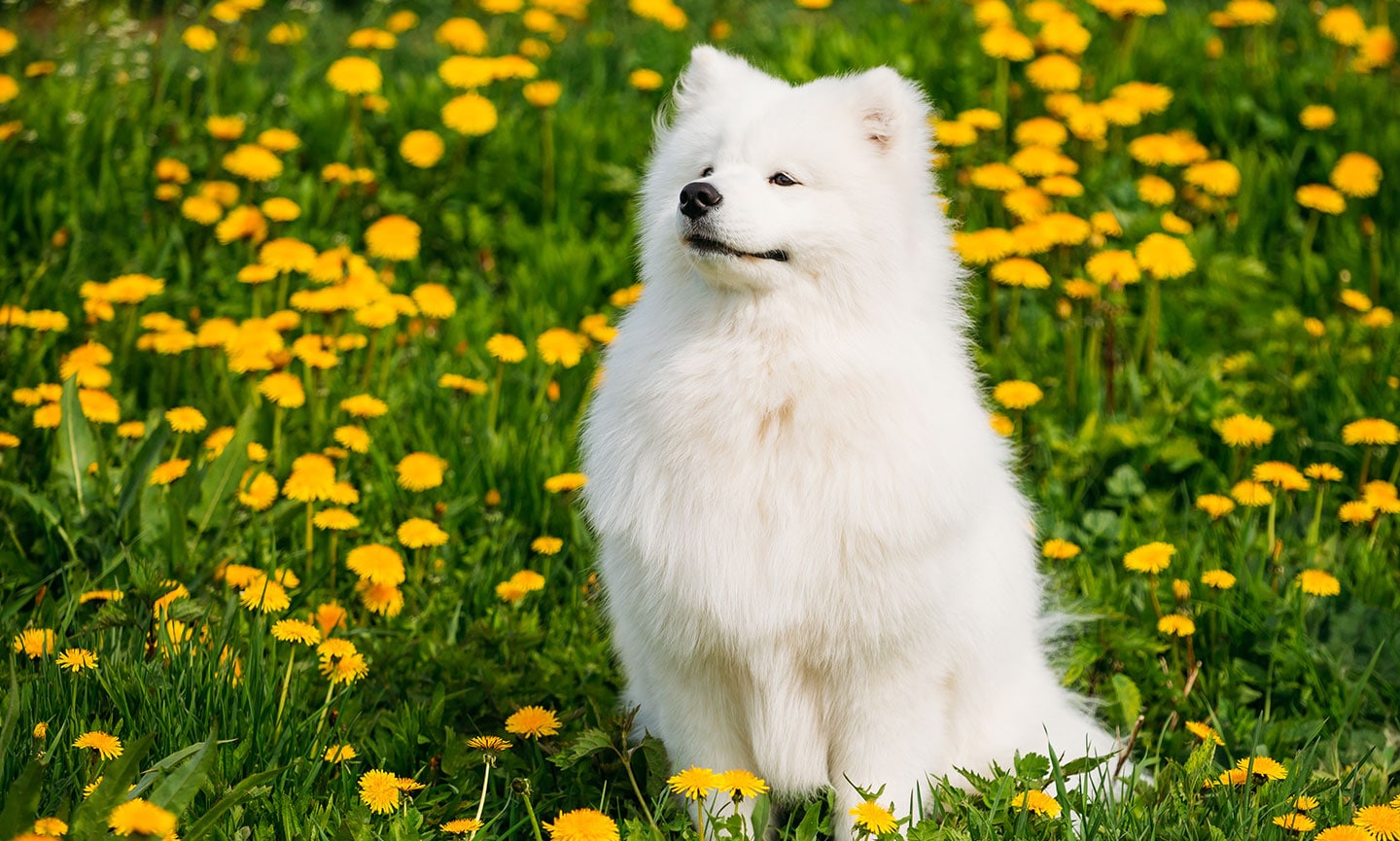 Types of samoyed fashion