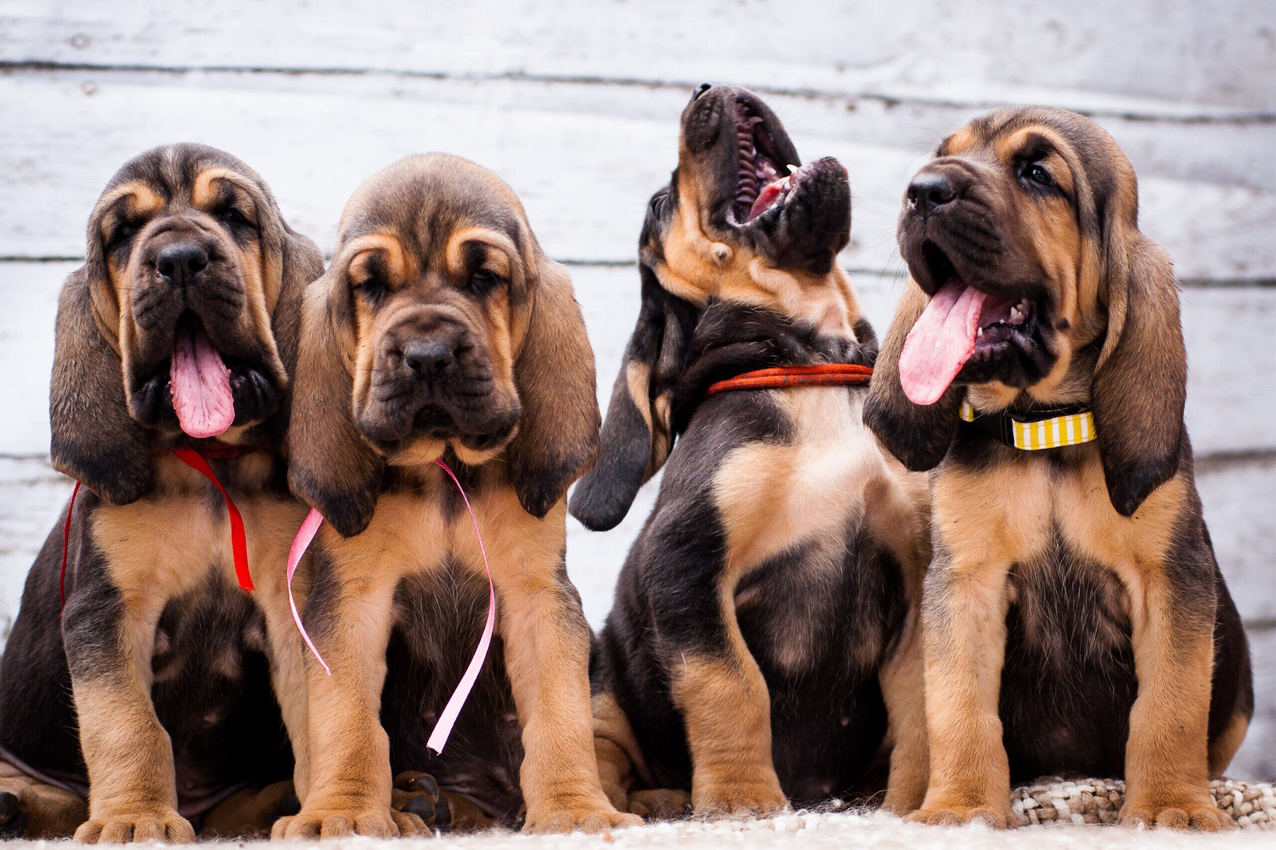 Full Grown Bloodhound