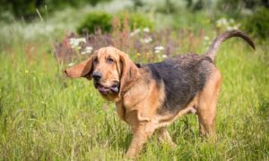 Bloodhound