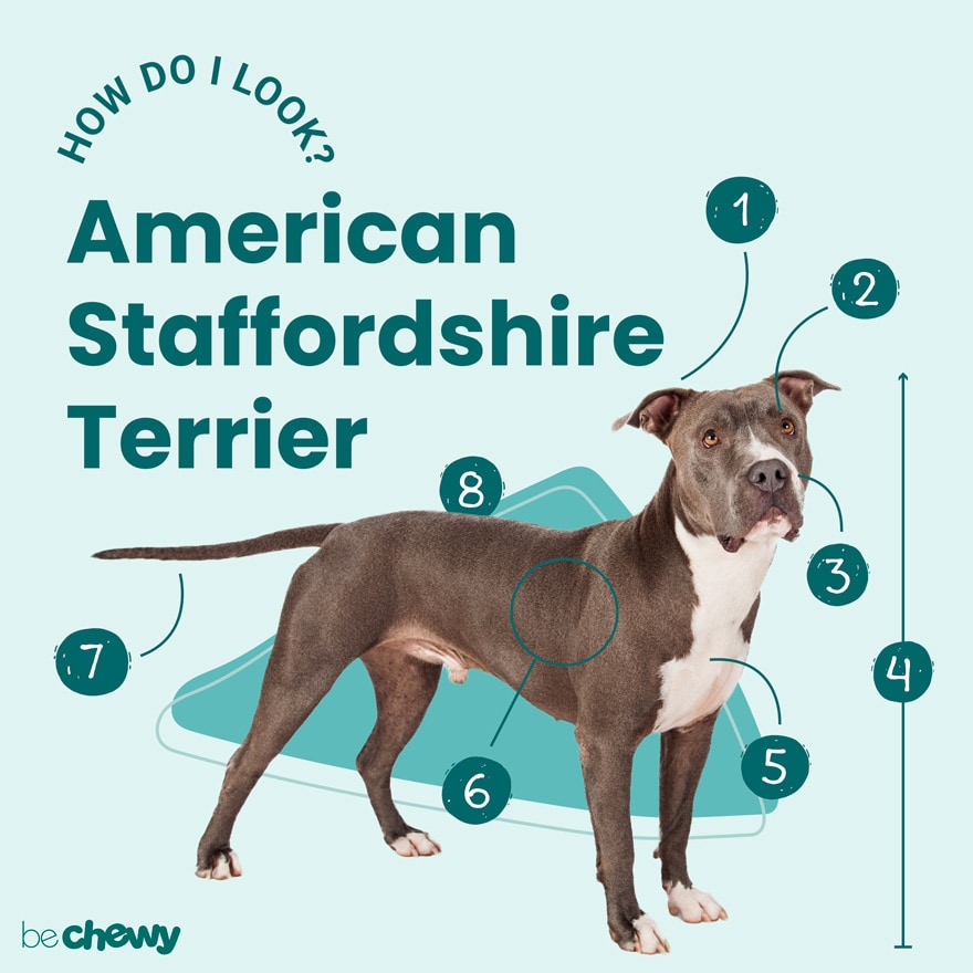 Photo of a American Staffordshire Terrier