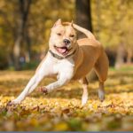 American Staffordshire Terrier running through a park covered in golden autumn leaves. The dog has a tan coat with a white chest and is wearing a black collar. The background features blurred trees in a sunny, autumn setting.