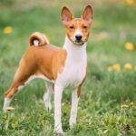 red and white basenji