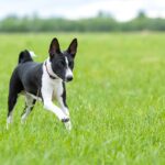 black and white Basenji running in field