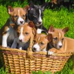 Basenji puppies