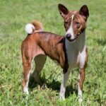 Brindle Basenji standing in grass