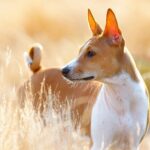 beautiful red and white Basenji dog in field