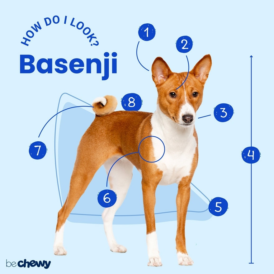 Photo of a Basenji