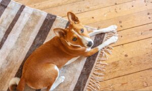 Basenji