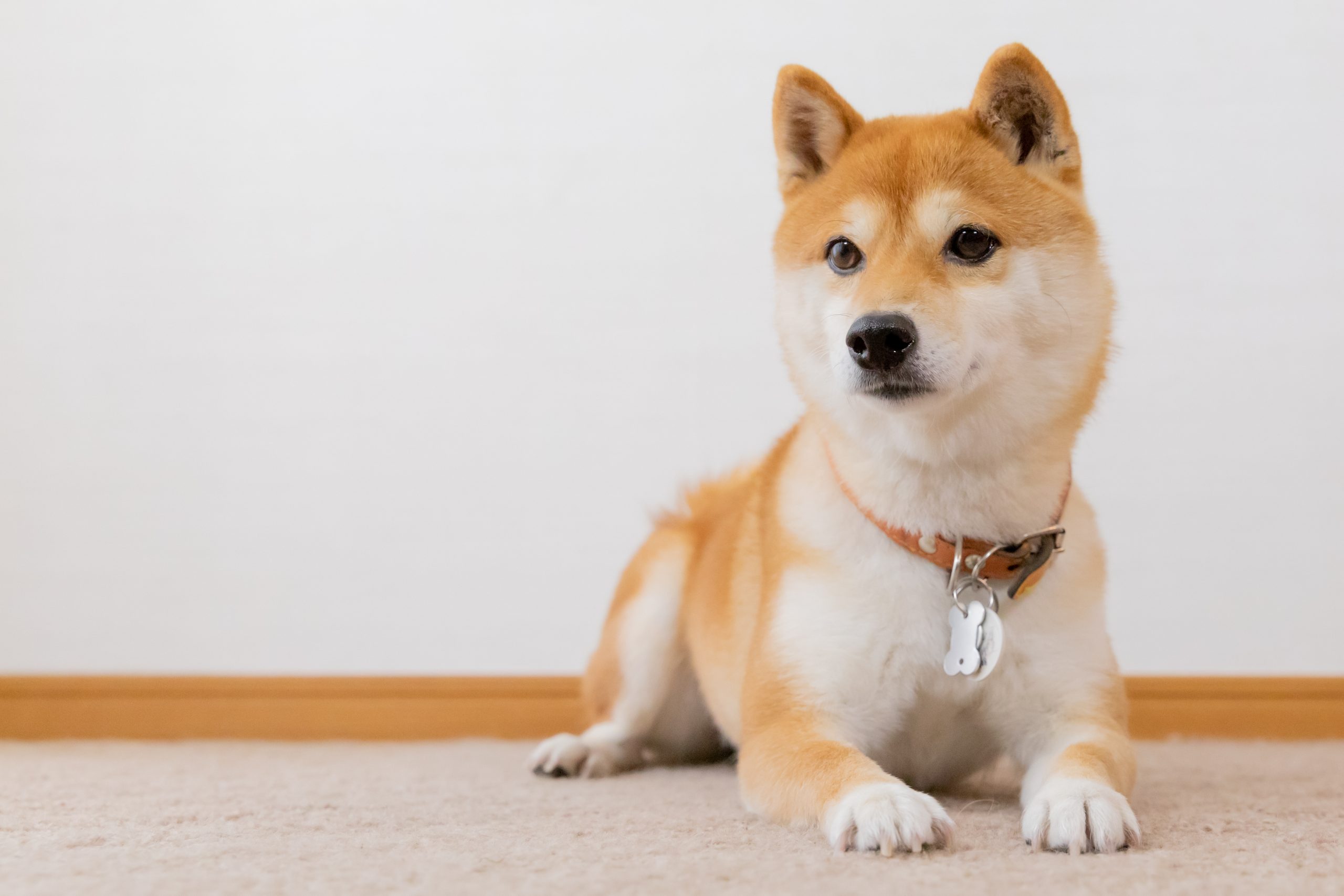 Types of fashion inu dogs