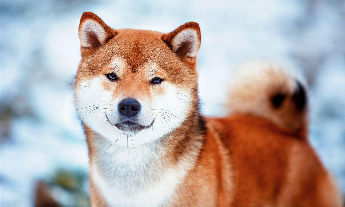 Shiba deals breed