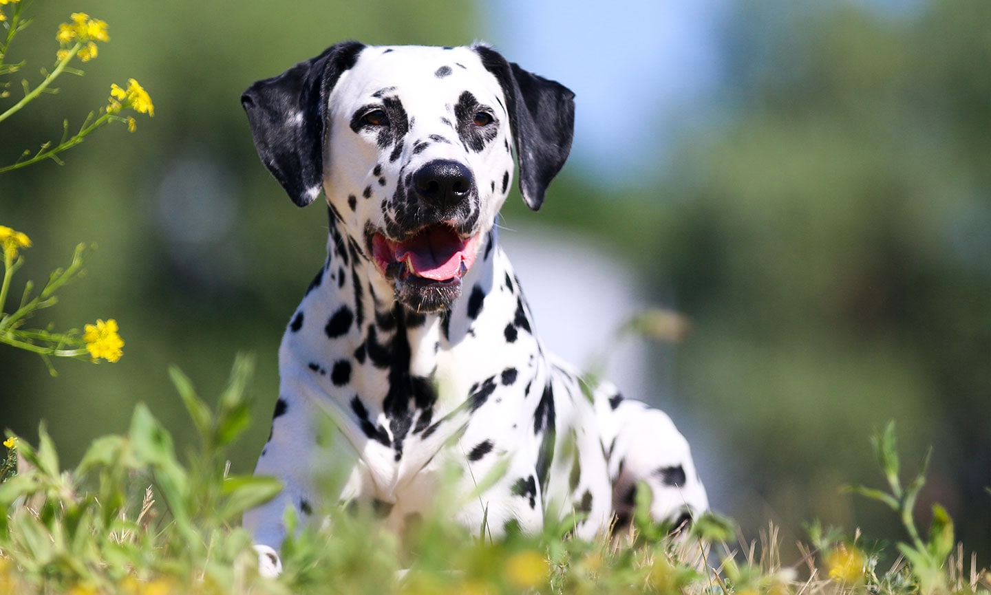 Shops purebred dalmatian