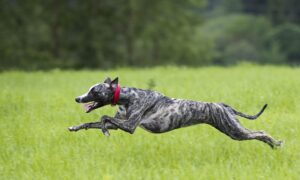 Greyhound