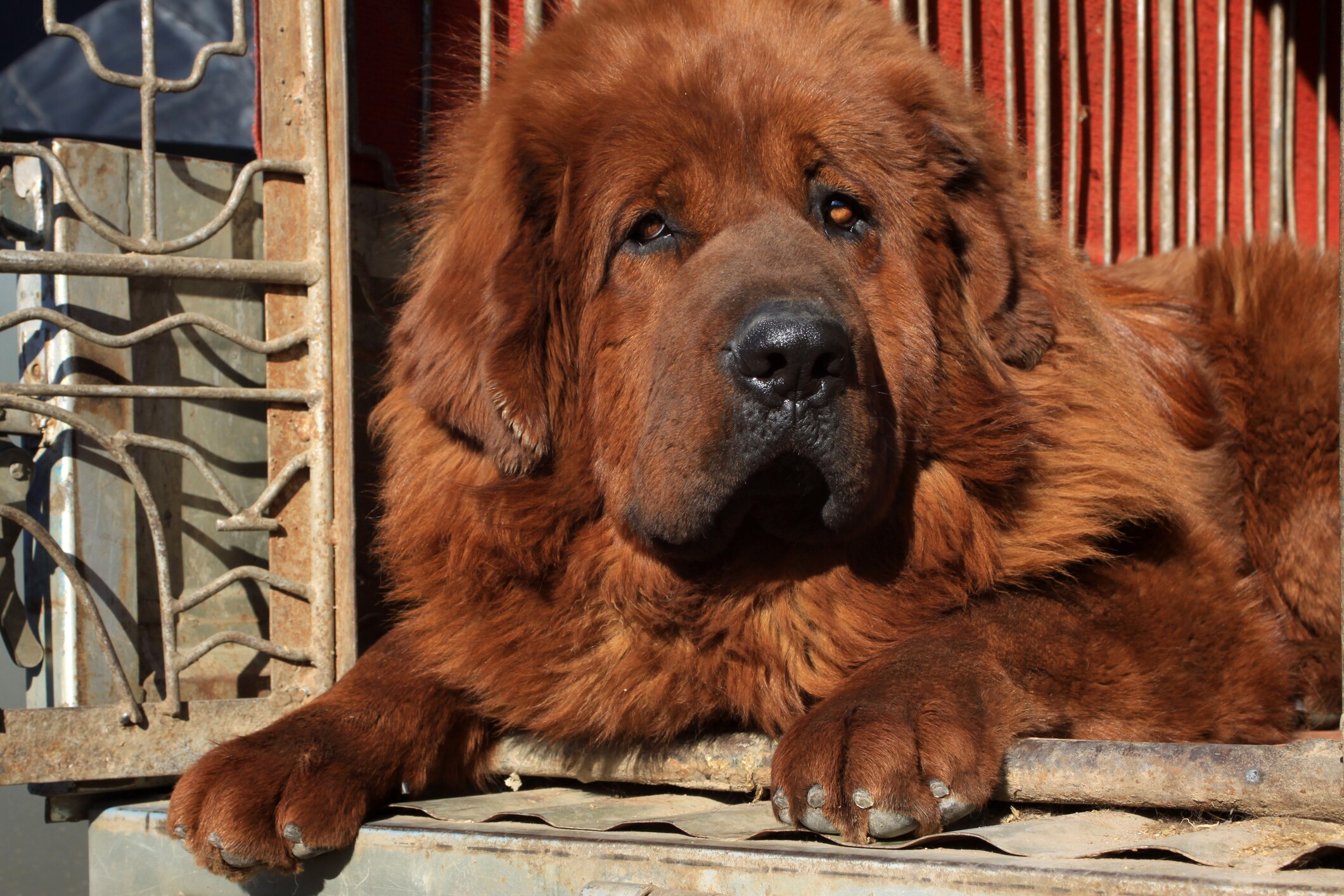 Tibetan mastiff husky fashion