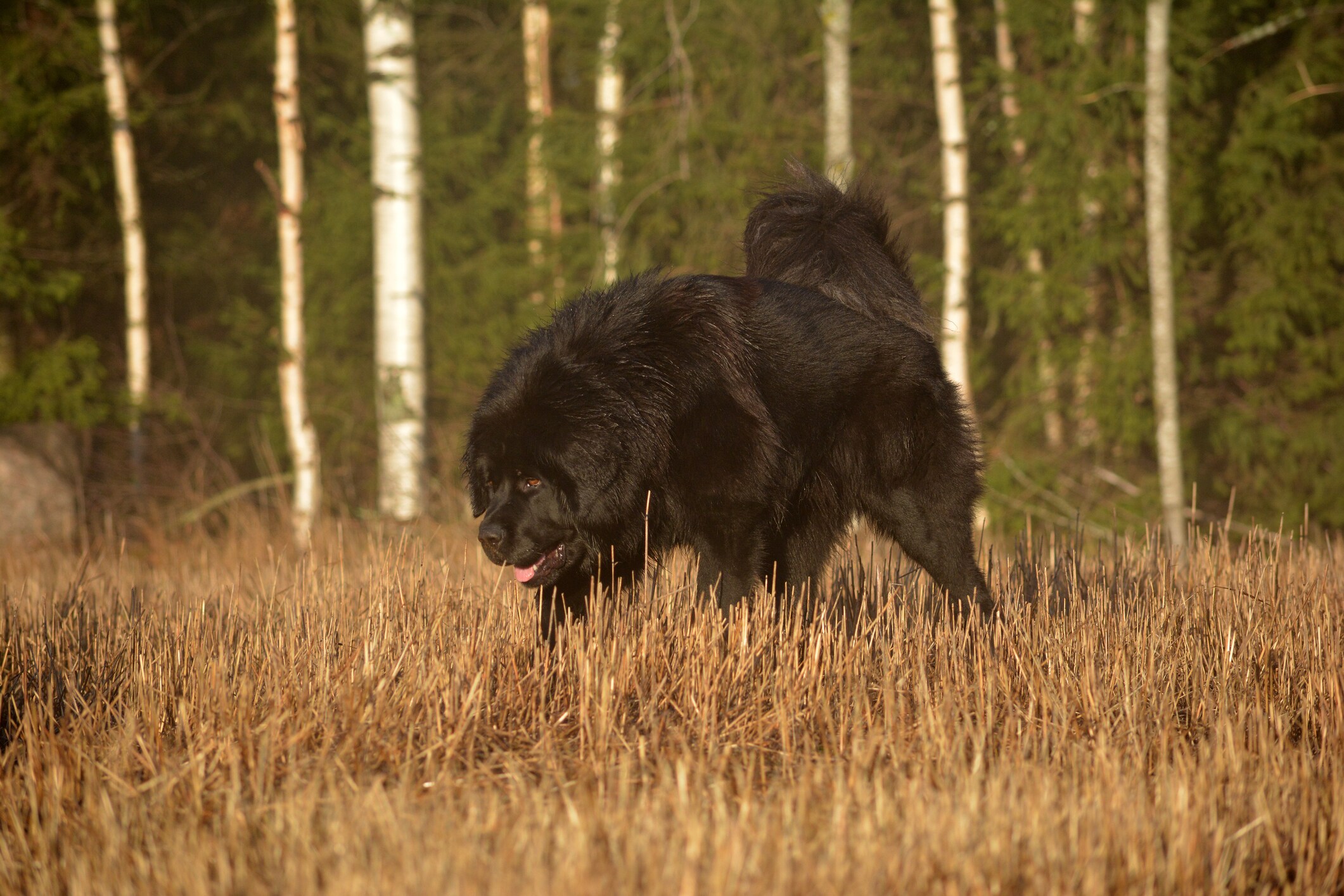 red tibetan mastiff standing and looking at the camera