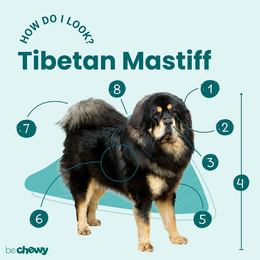 Mastiff himalayan best sale