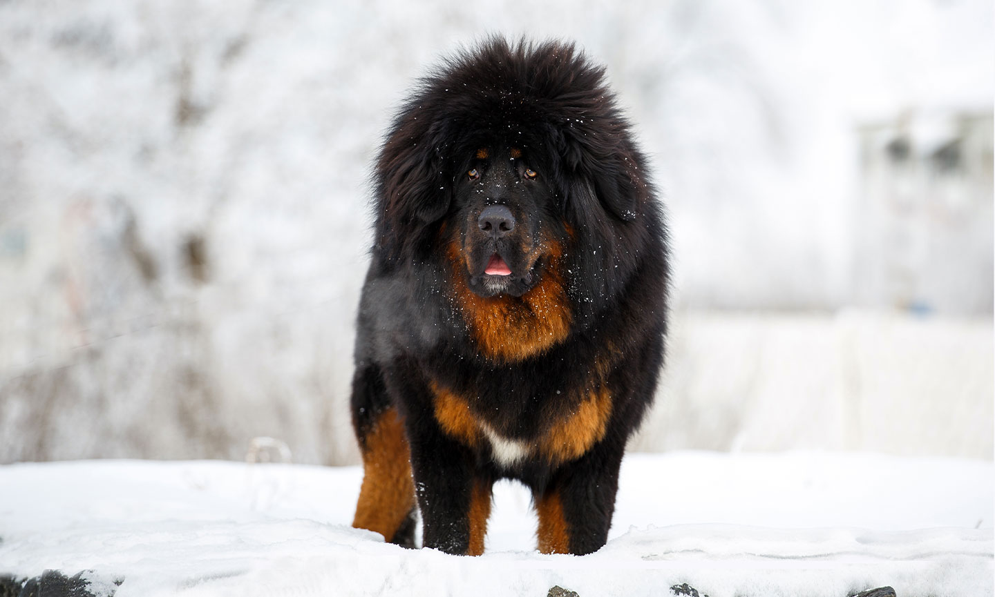 Siberian orders mastiff