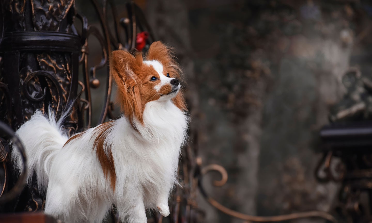 Papillon dog breed dogs hotsell