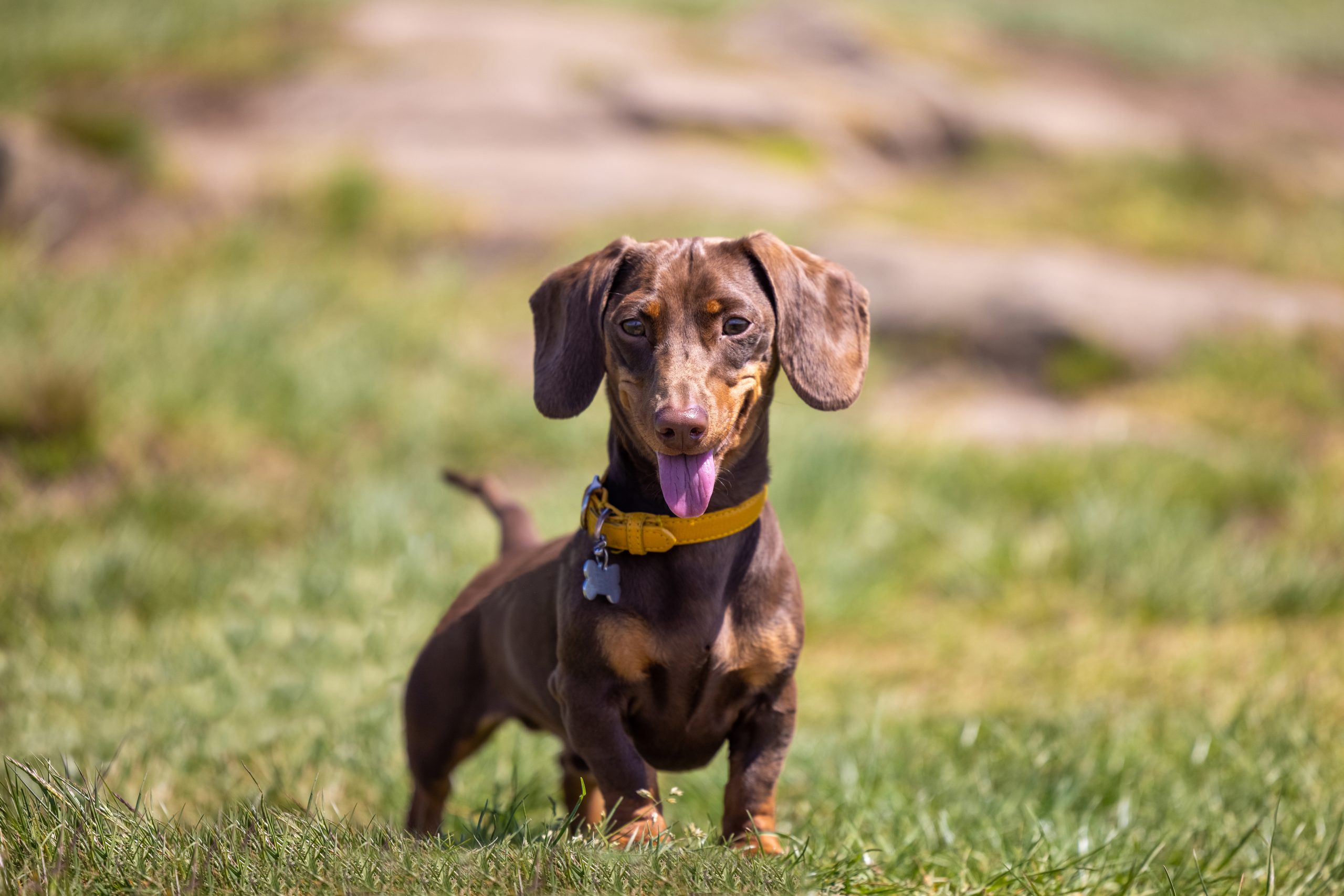 Dachshund Breed Characteristics Care Photos Chewy