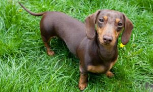 Dachshund