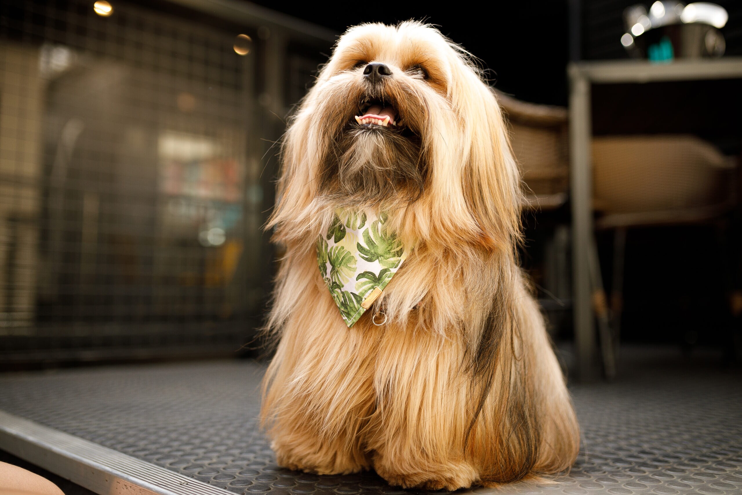 Lhasa apso hypoallergenic shops