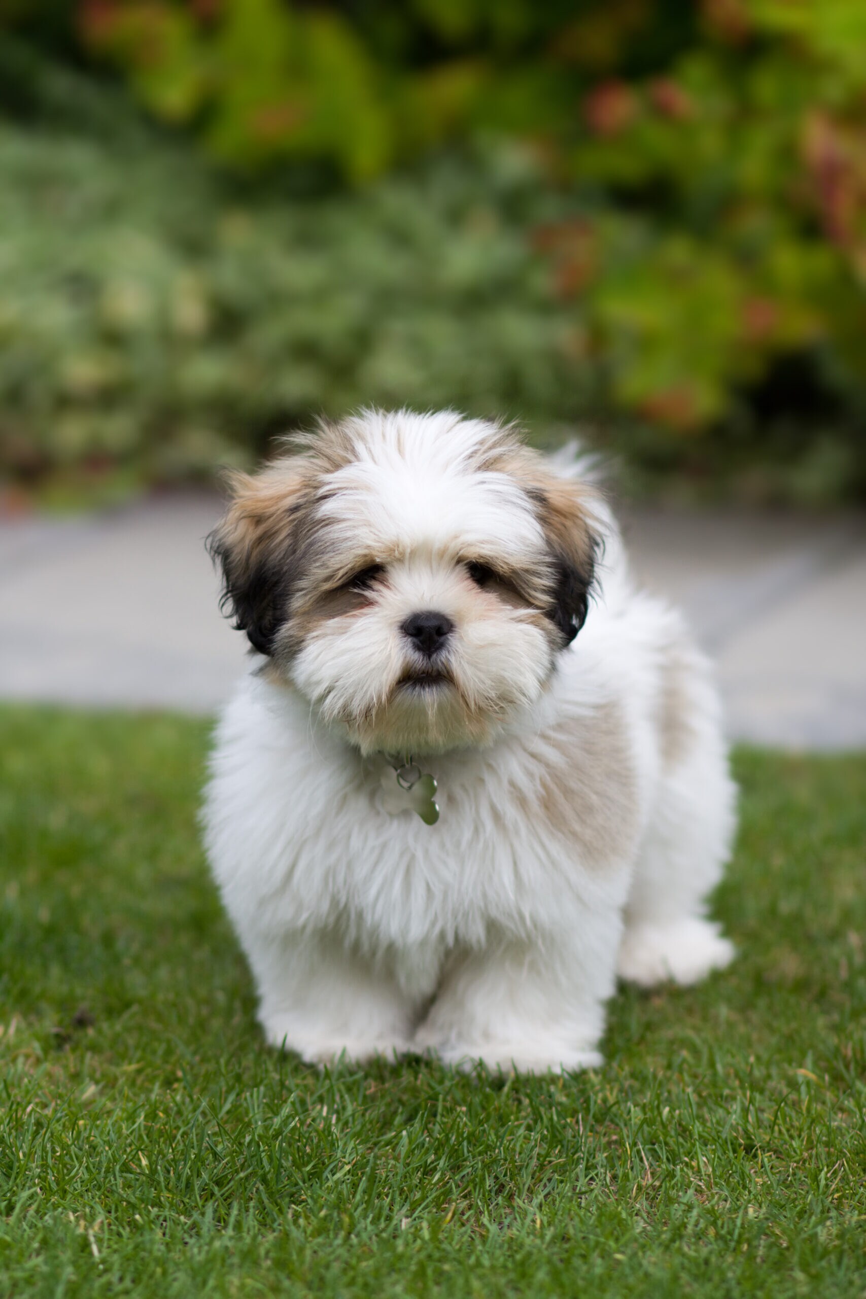 Shih tzu shops cross lhasa apso for