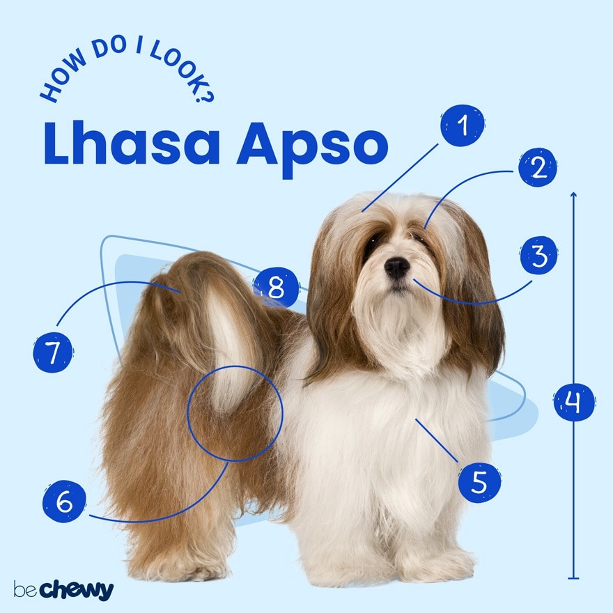 Lhasa orders apso temperament