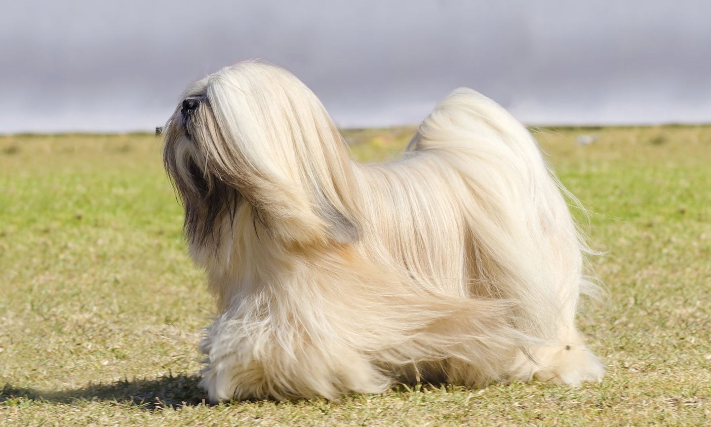 Lhasa apso curly hair hotsell