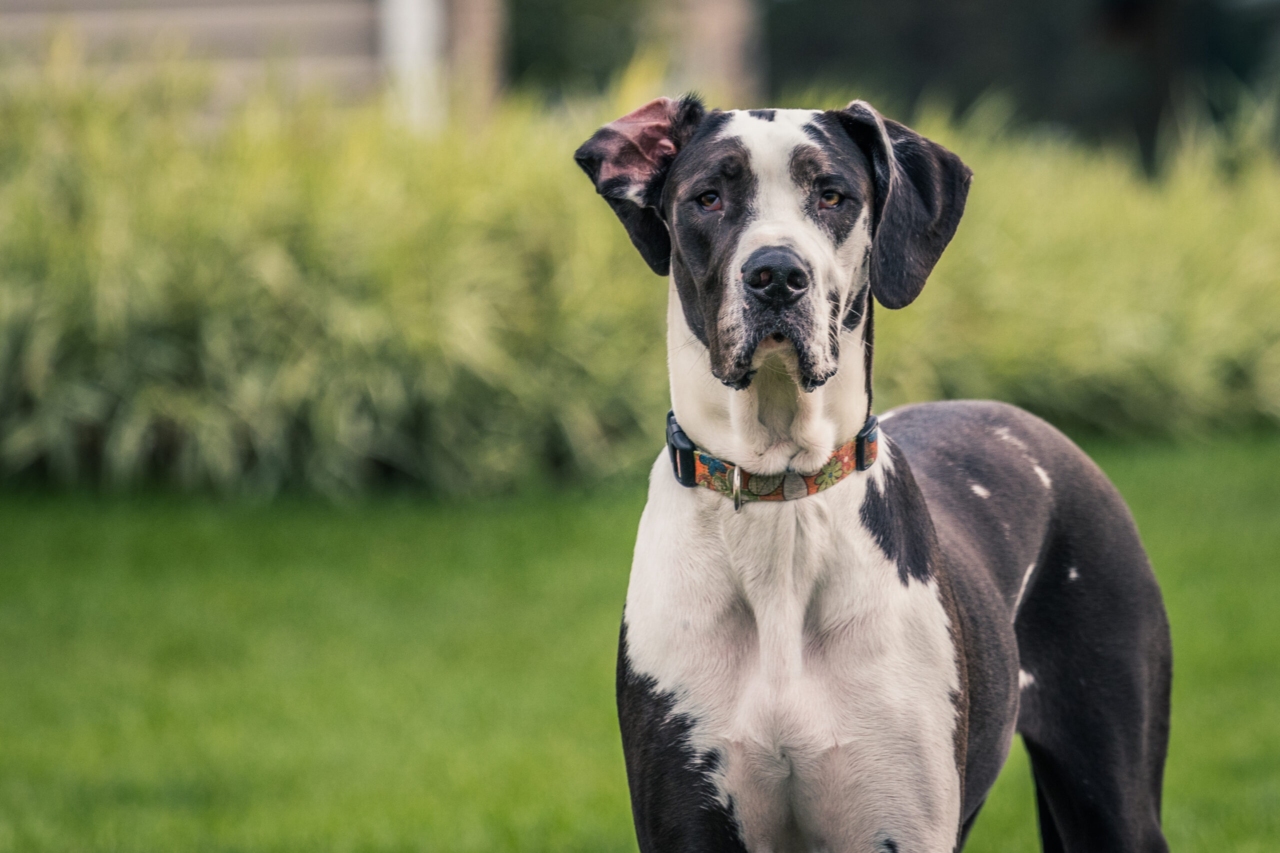 Fashion great dane breed