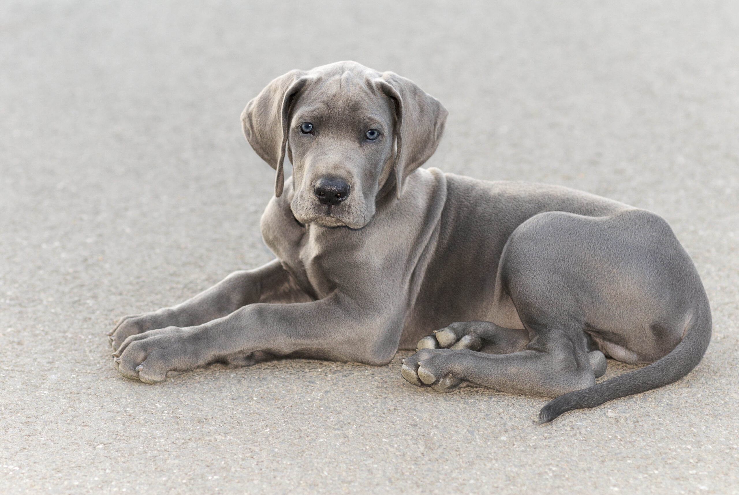 Average cost of a great fashion dane puppy