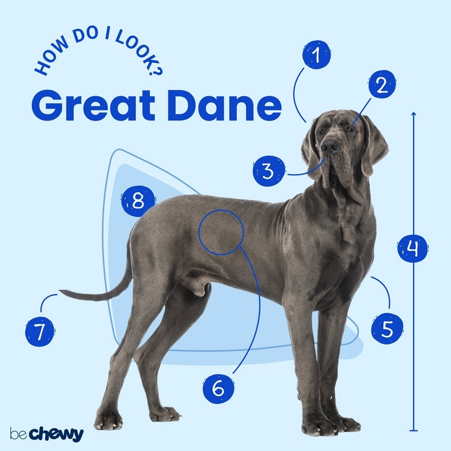 Great Dane Breed Characteristics Care Photos Chewy