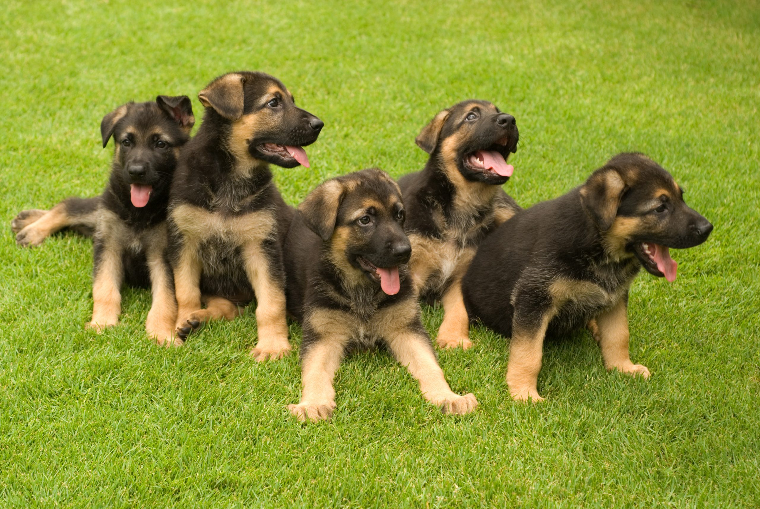 German Shepherd Puppies A Complete Guide