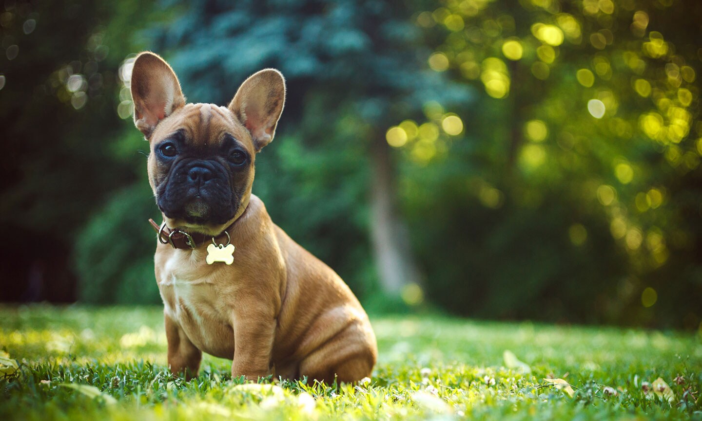 Frenchie dog shops breed