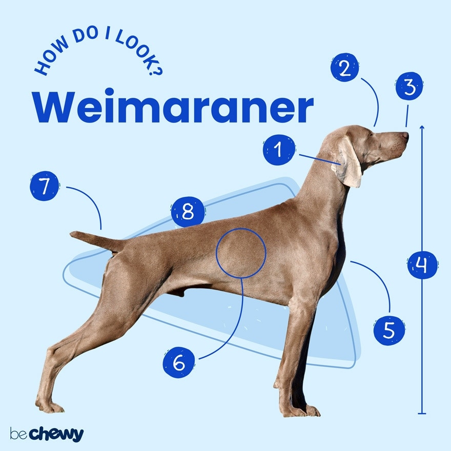 Weimaraner average fashion size